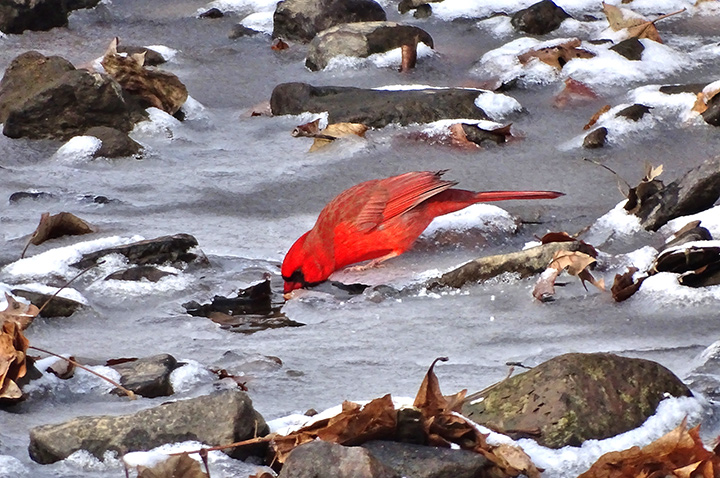 Male Northern Cardinal