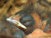 Baby Cardinal