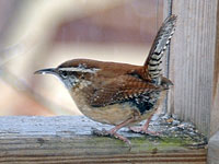 Carolina Wren