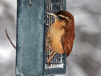 Carolina Wren