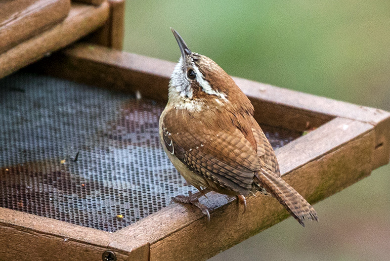 Carolina Wren