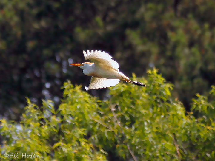 Cattle Egret