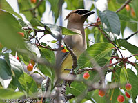 Cedar Waxwing