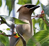 Cedar Waxwing