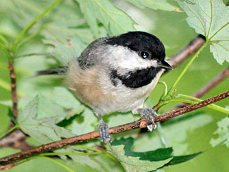 Carolina Chickadee