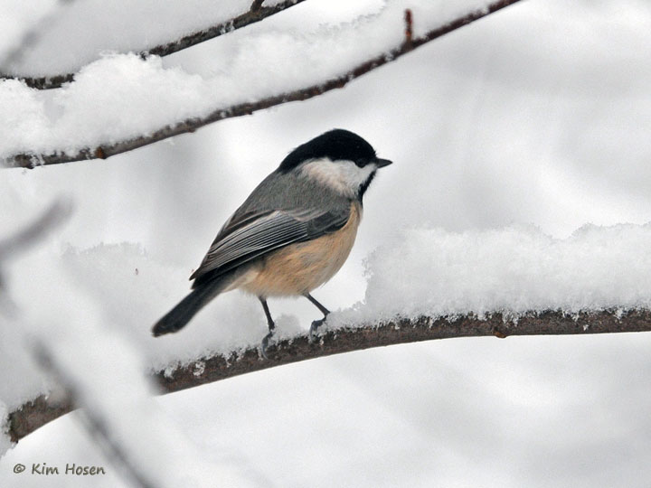 Carolina Chickadee