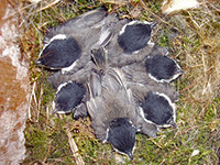 Carolina Chickadee Chicks