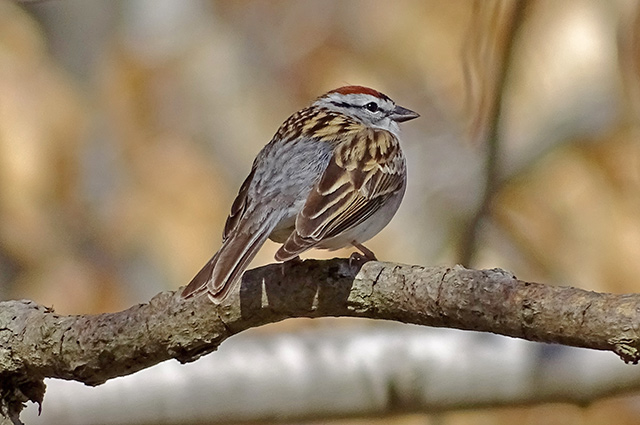 Chipping Sparrow