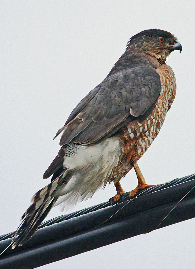 Cooper's Hawk