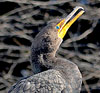 Double-crested Cormorant