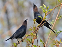 Brown-headed Cowbird