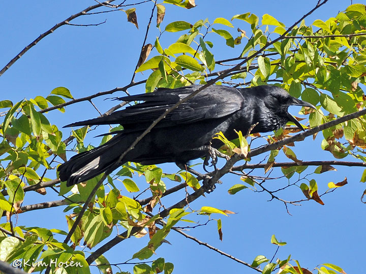 American Crow