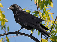 American Crow