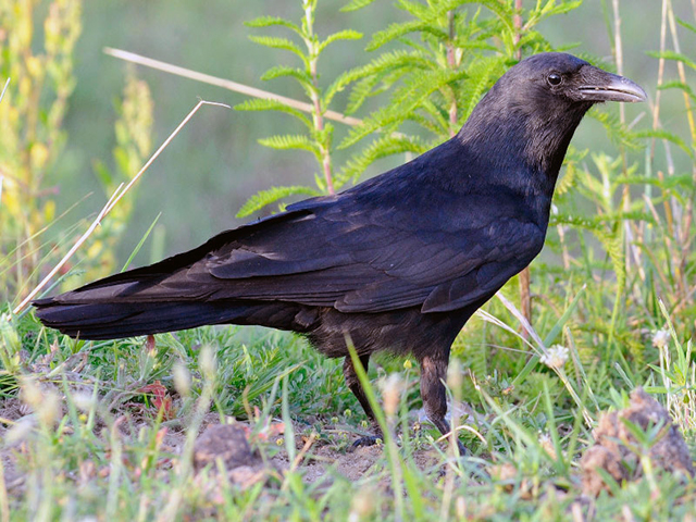 Fish Crow