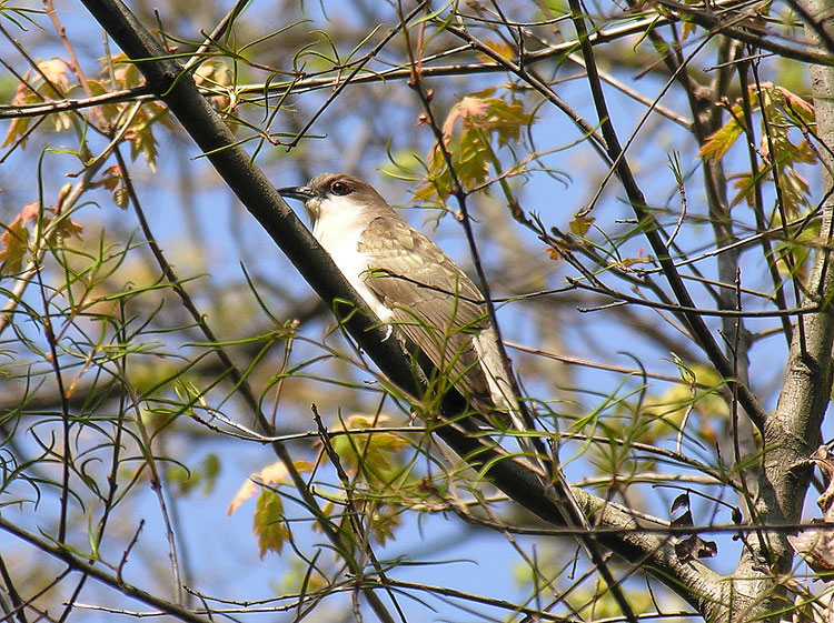 Black-billed Cuckoo
