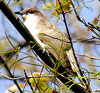 Black-billed Cuckoo