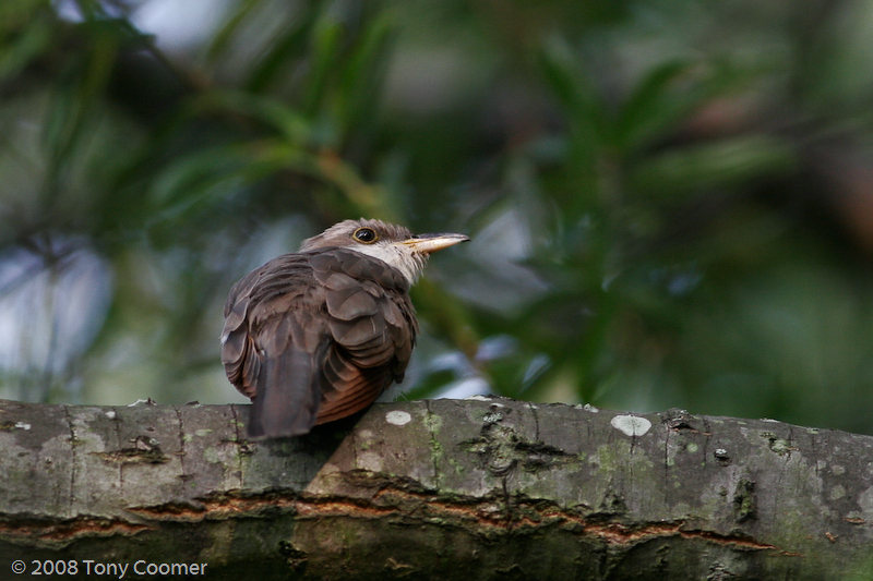 Yellow-billed Cuckoo