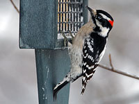 Male Downy Woodpecker