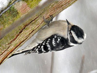 Femle Downy Woodpecker