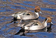 Northern Pintail