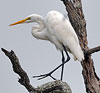 Great Egret