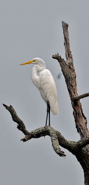 Great Egret