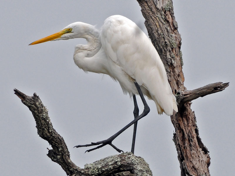 Great Egret