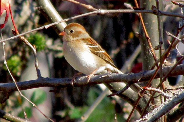 Field Sparrow