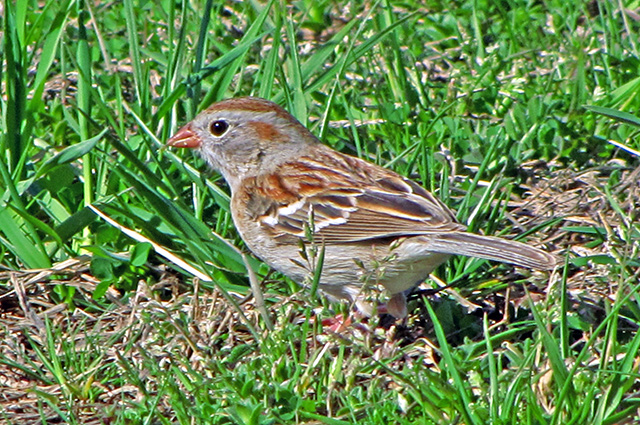 Field Sparrow