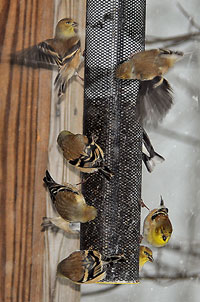 Goldfinches