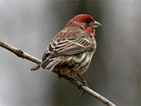 House Finch