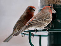 House Finch, male