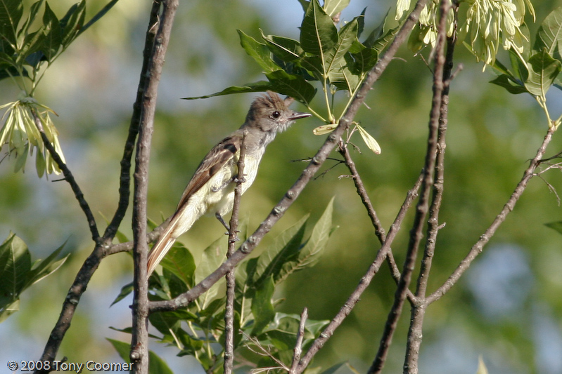Great-crested Flycatcher