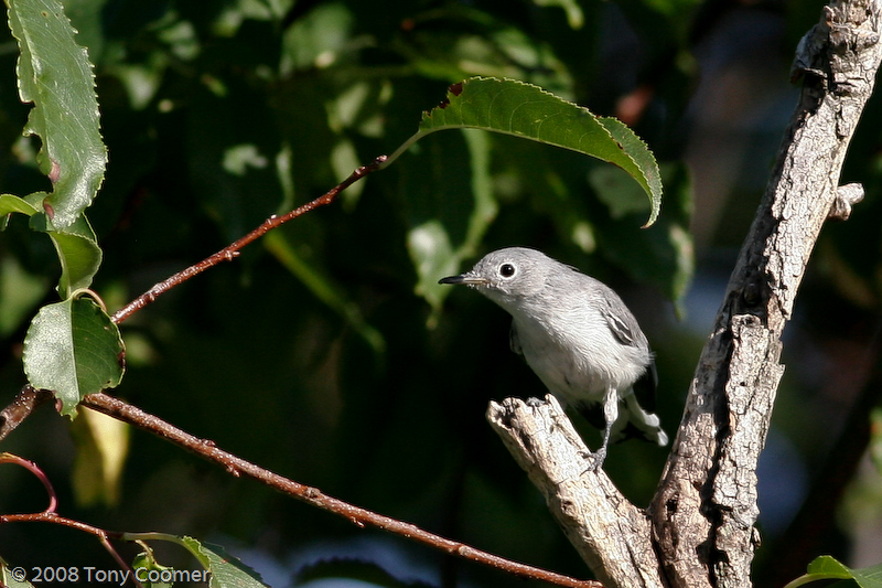 BLue-gray Gnatcatcher