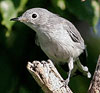 Blue-gray Gnatcatcher