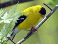 American Goldfinch