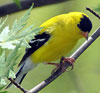 Goldfinch