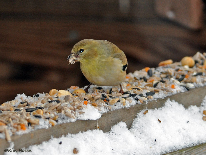 American Goldfinch