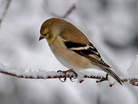 American Goldfinch