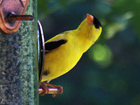 Goldfinch