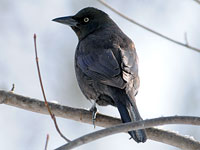 Common Grackle