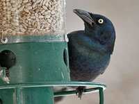 Common Grackle