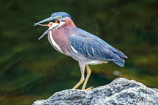 Green Heron