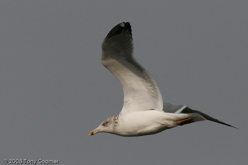 Herring Gull