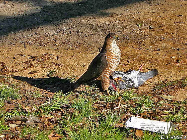 Sharp-shinned hawk