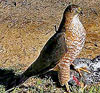 Sharp-shinned Hawk