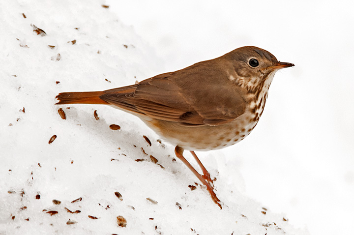 Hermit Thrush