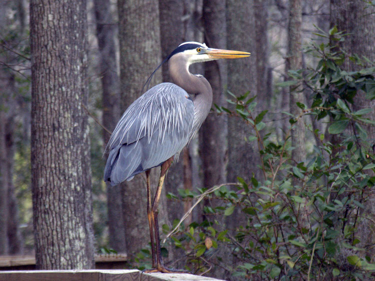 Great Blue Heron