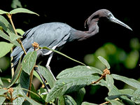 Adult Little Blue Heron