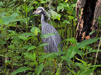 Yellow-crowned Night-Heron